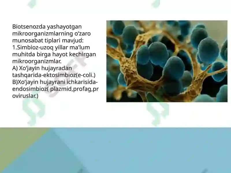 Mikroorganizmlarning ekologiyasi 3
