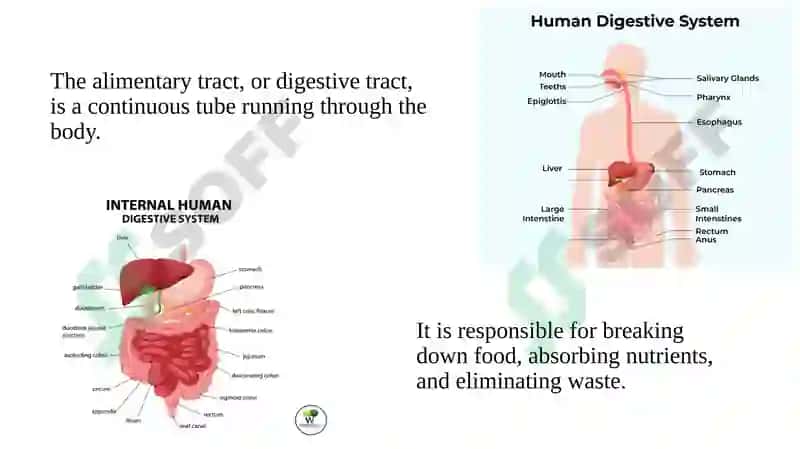 The Alimentary Tract of a Human Being 3