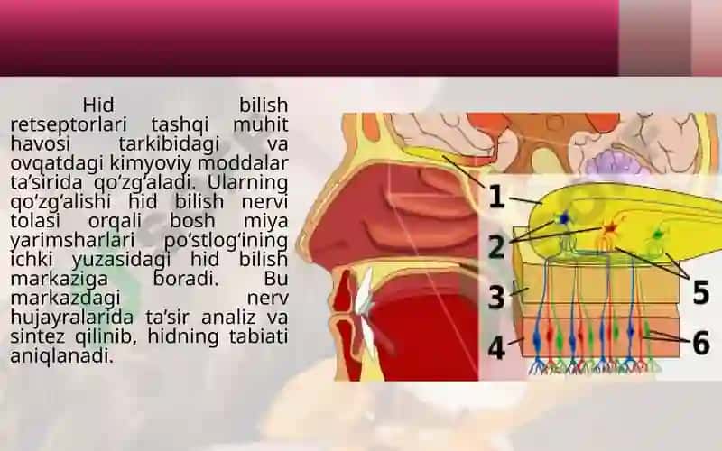 Hidvata’mbilishorganlari 3