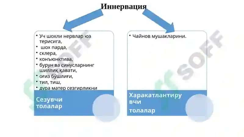 Учшохли нерв 3