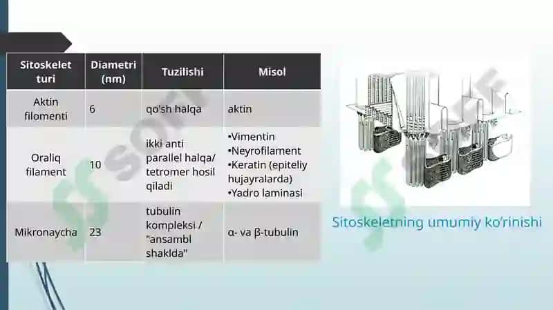 Hujayra sitoskeletining strukturaviy va funksional tashkili 3