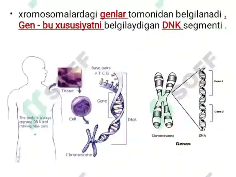 Odam Genetikasi 3