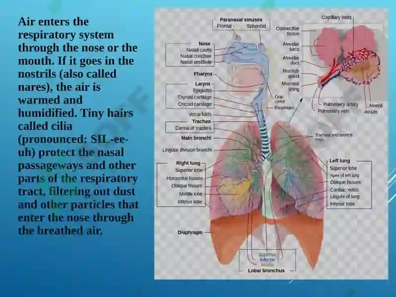 Lungs and a Pulmonary System 3