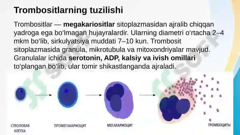 Trombositlar, qon guruhlari 3