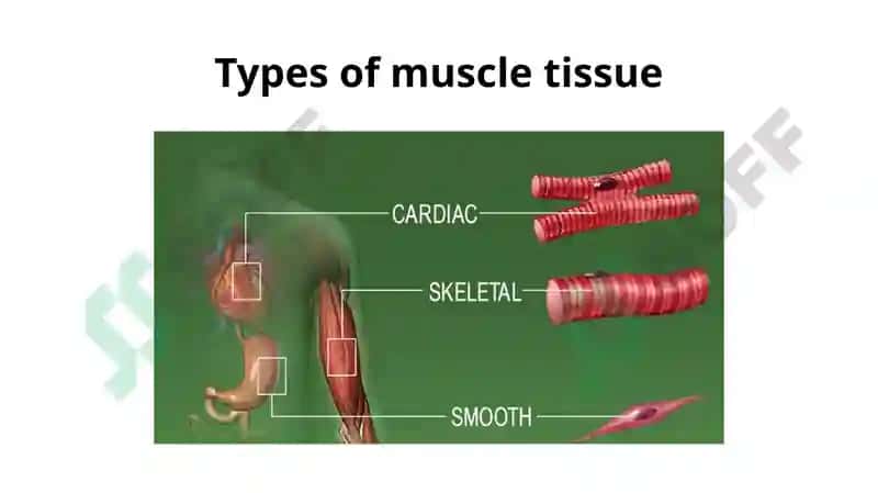 Muscular system of human being 3