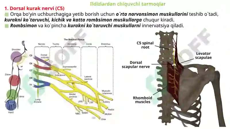 Yelka chigali. 3