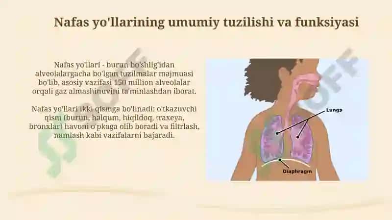 Nafas yo’llarining tuzilishi 3