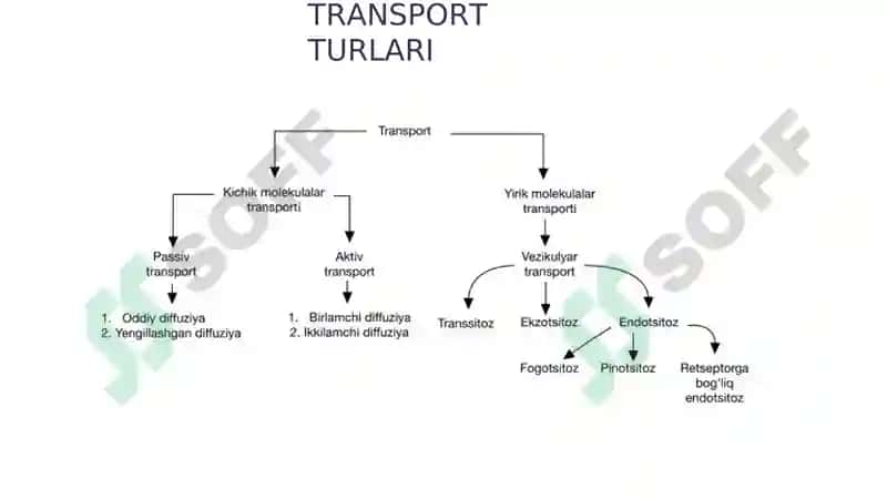 MEMBRANA TRANSPORTI 3