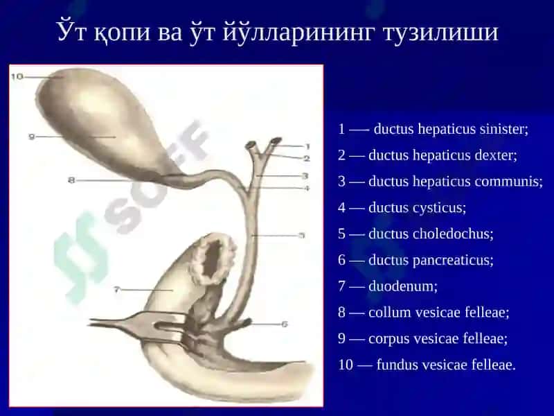 Ўткир Холецистит ва унинг асоратлари 3