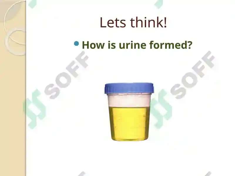 Urine Formation 3