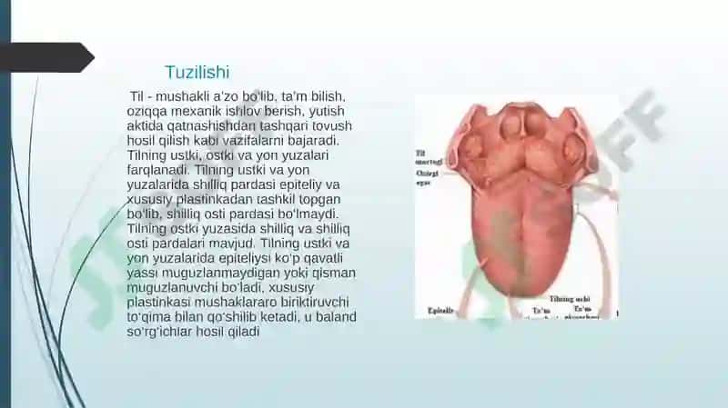 taʼm bilish aʼzosining morfofunksional tavsifi 3