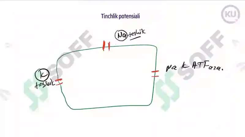 Tinchlik potensiali 3