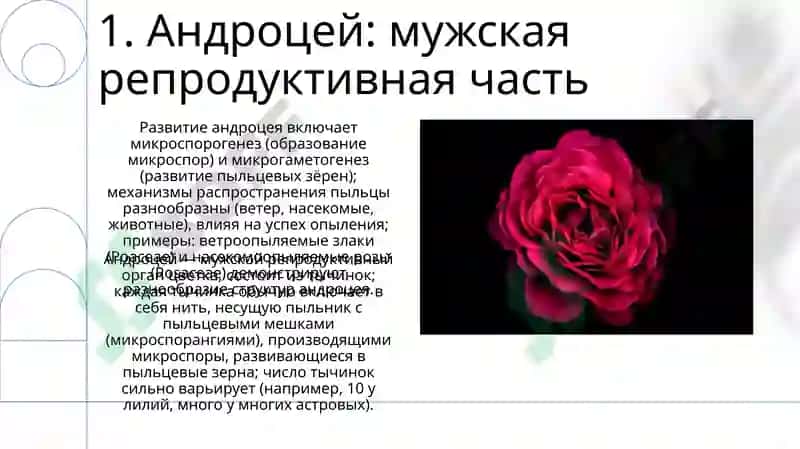 Цветок. Строение цветка, андроцей и гинецей 3
