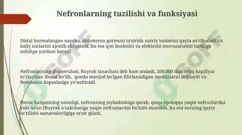 Siydik organlarining tuzilishi 3