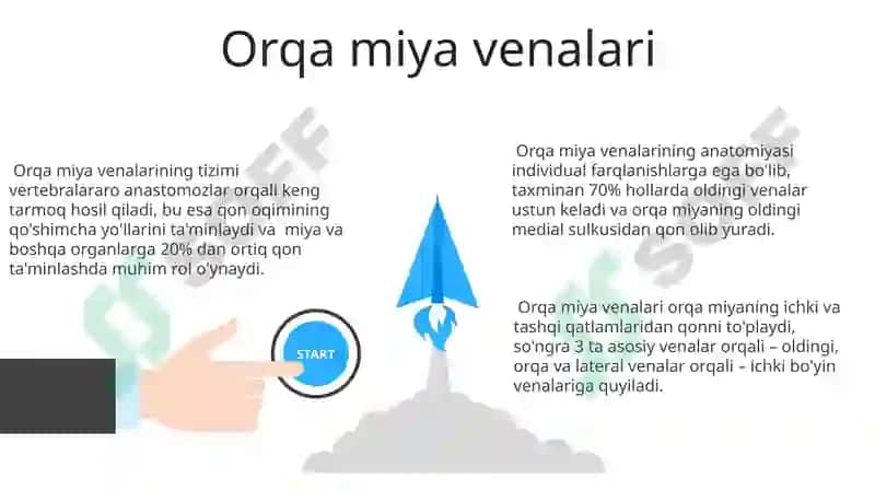 Umurtqalilarda qon aylanish sistemasi 3