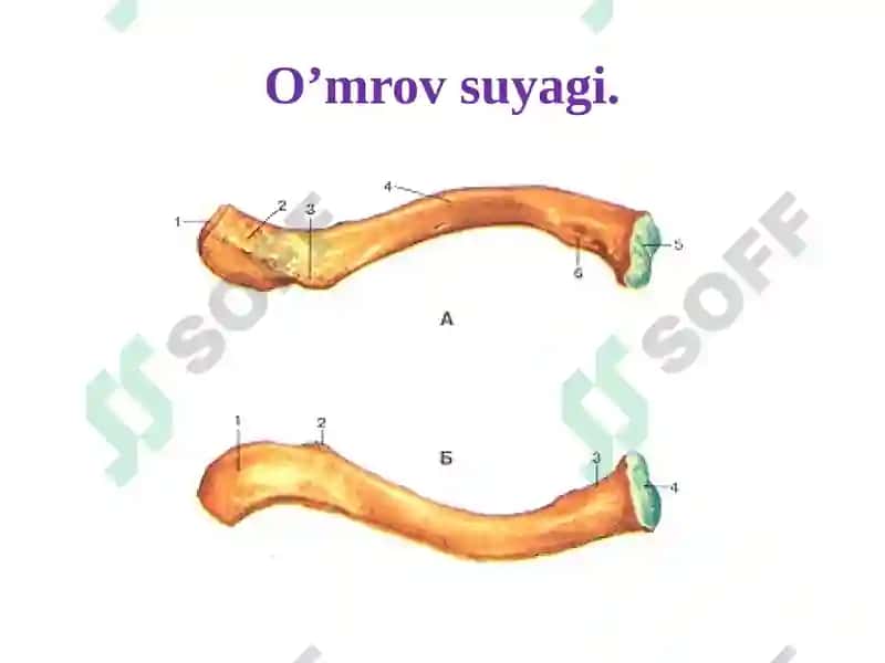 Qo‘lsuyaklarining tuzilishi va birikishi 3