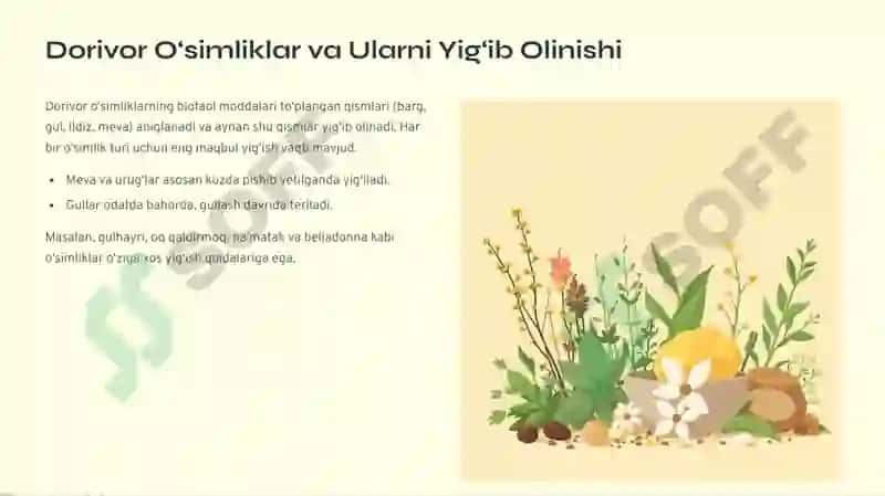 Fitopreparatlar va ularning qo'llanilishi 3