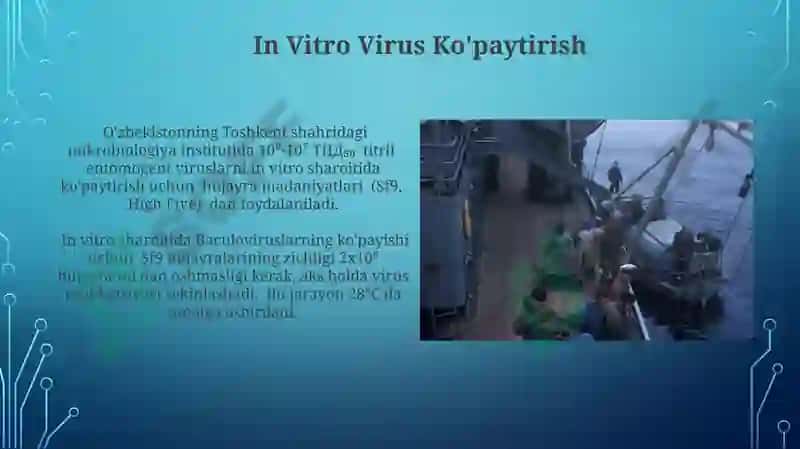 Entomogen Virusli Preparatlar 3