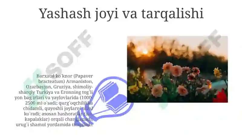 Barxatsi ko`knor (Papaver bracteatum) 3