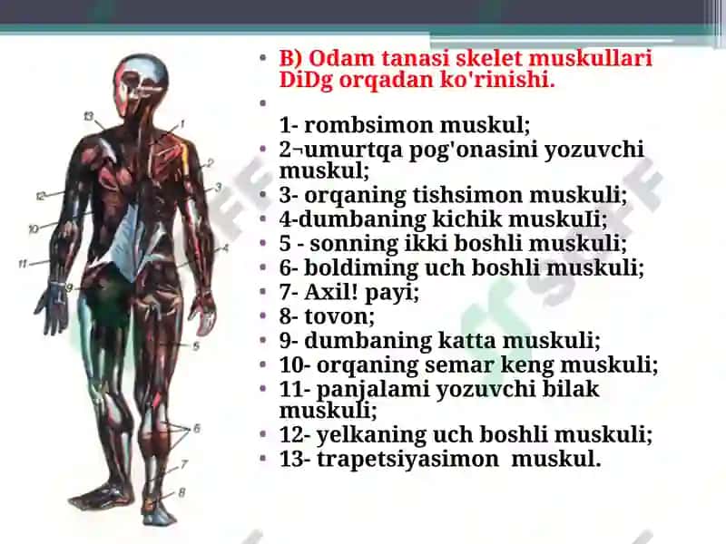 Muskullar va ularning funksiyasi 3