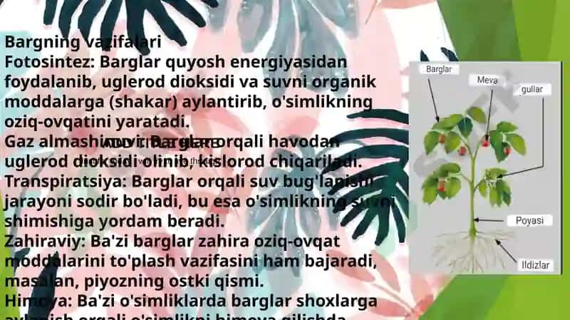 Barglarning sirtida joylashgan kutikulani qilish va uni himoya qilish 3