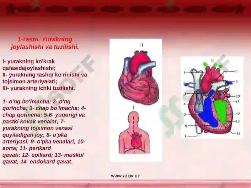 Qon aylanishsistemasi 3
