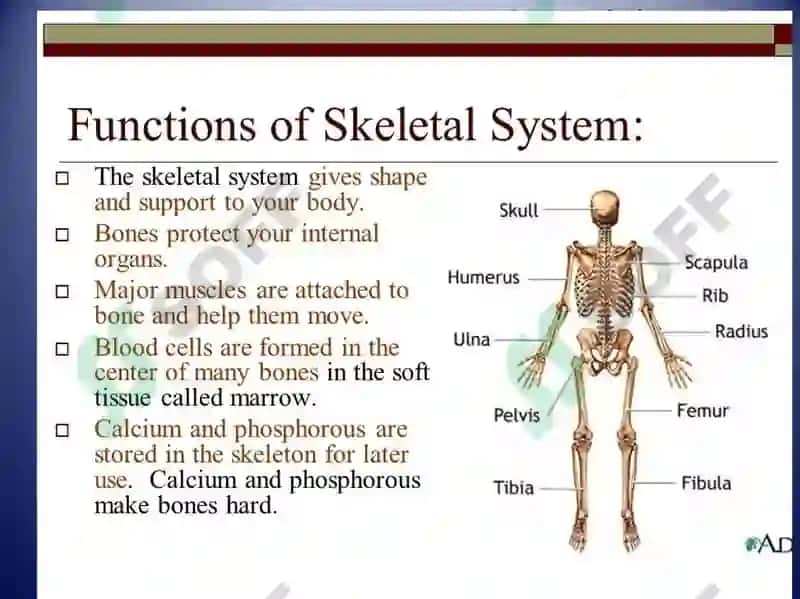 The skeletal system of a human being 3