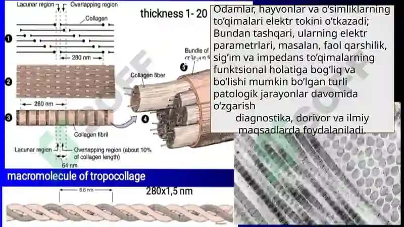 Organizmtoʻqimalarining elekttokiga impedansi 3