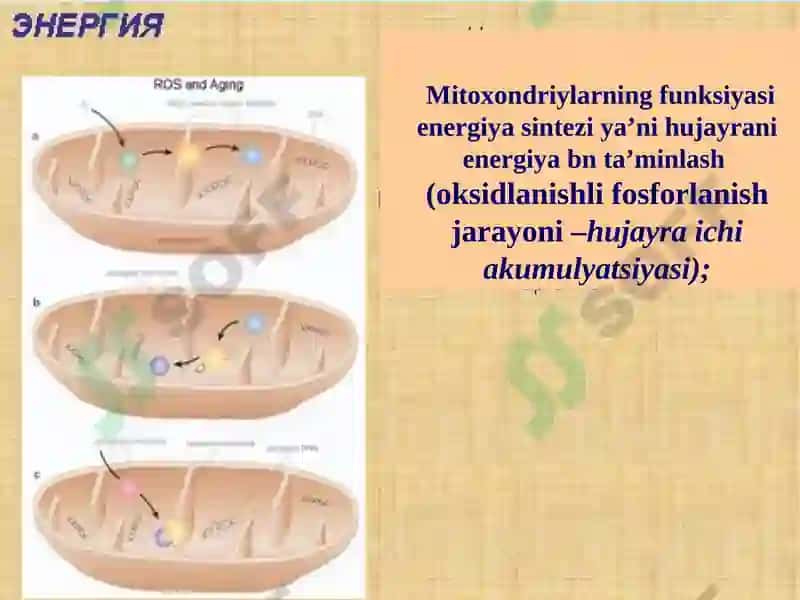 Mitoxondrial kasalliklar 3