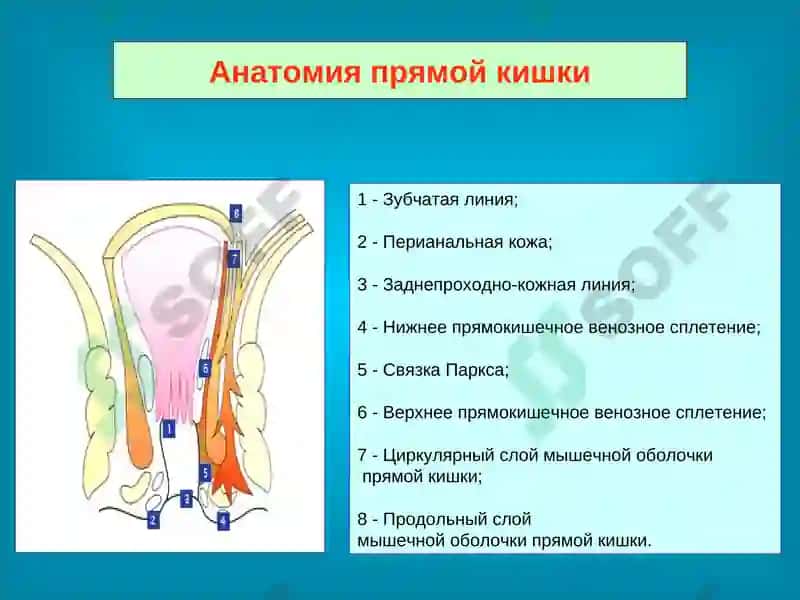 Анатомия прямой кишки 3