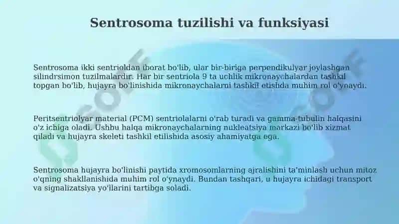 Sentrosoma va mukronaycha tuzilishi 3