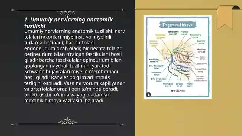Umumiy nervlar 3