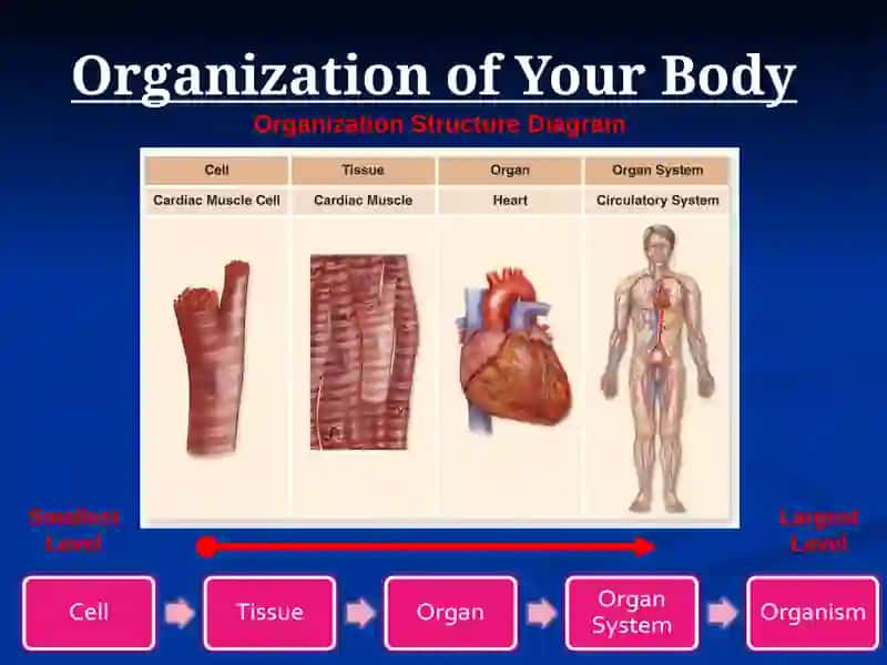 Organization of Your Body 3