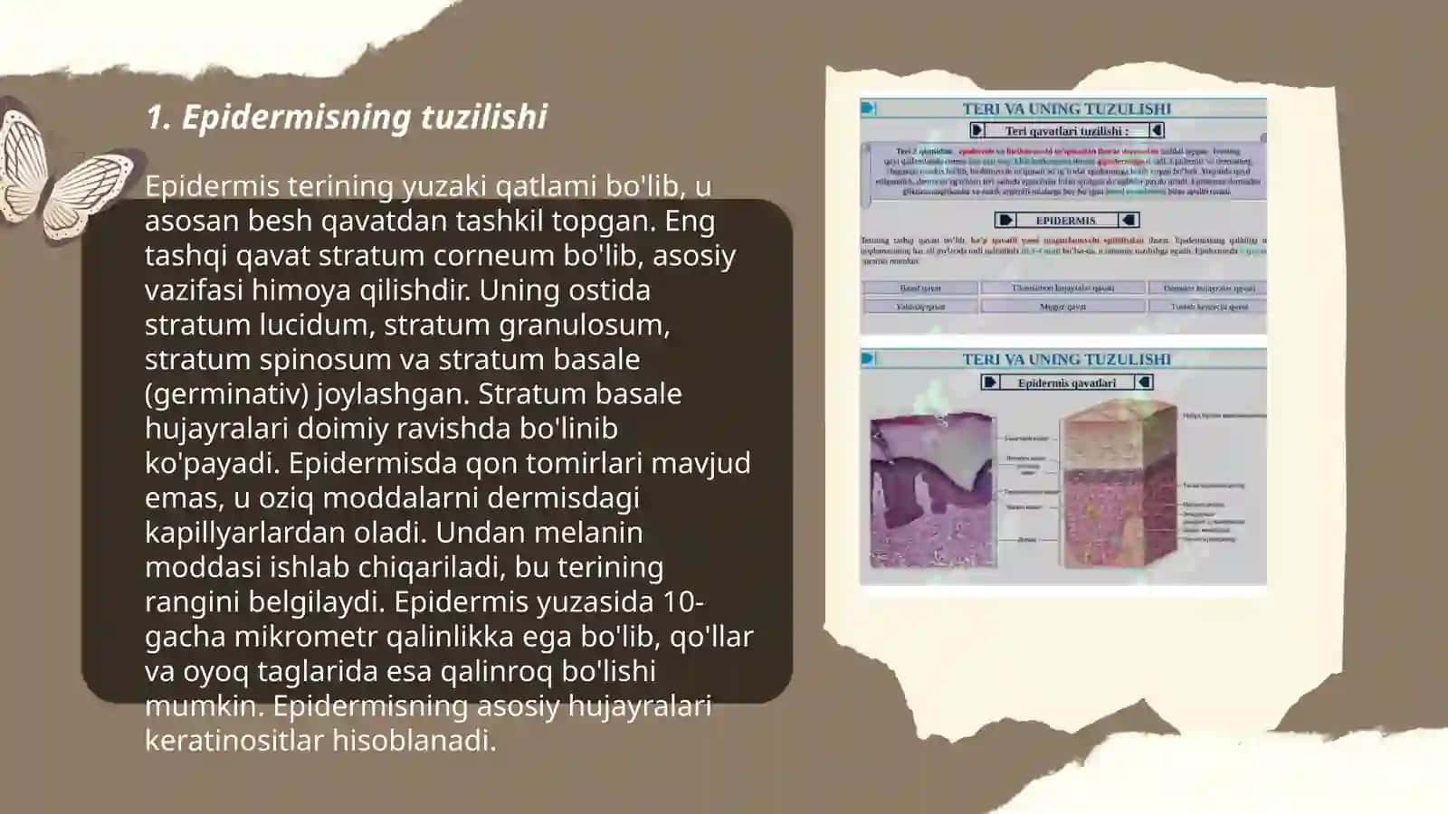 Teri va soch tuzilishi. Epidermis va derma qavatlar 3
