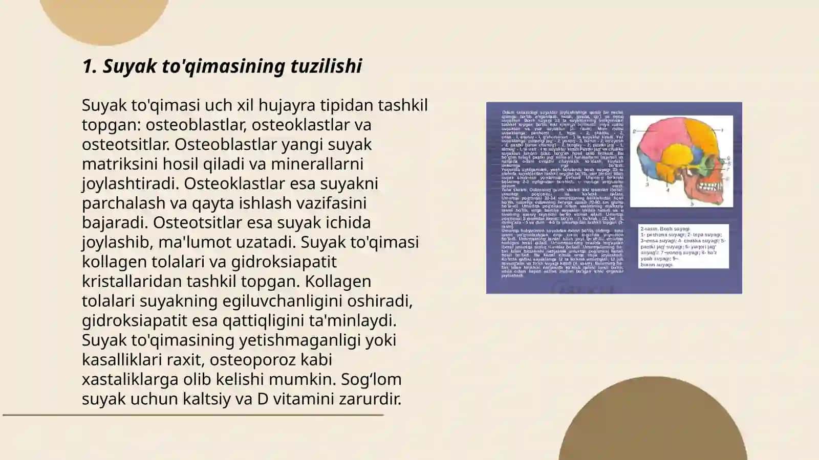 Suyak to’qimasi 3
