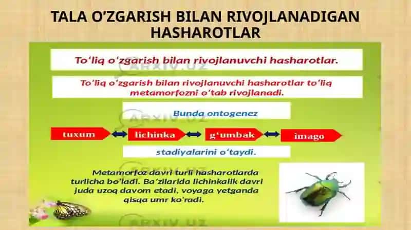 Hashoratlarning rivojlanishi 3