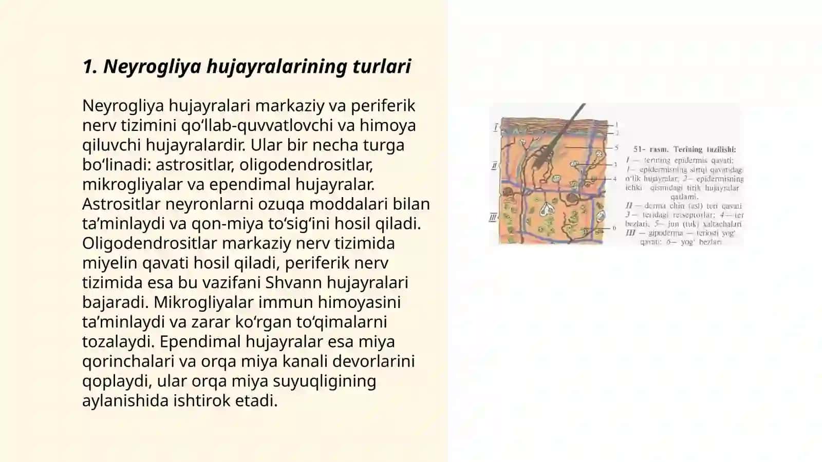 Neyrogliya turlari va tuzilishi 3