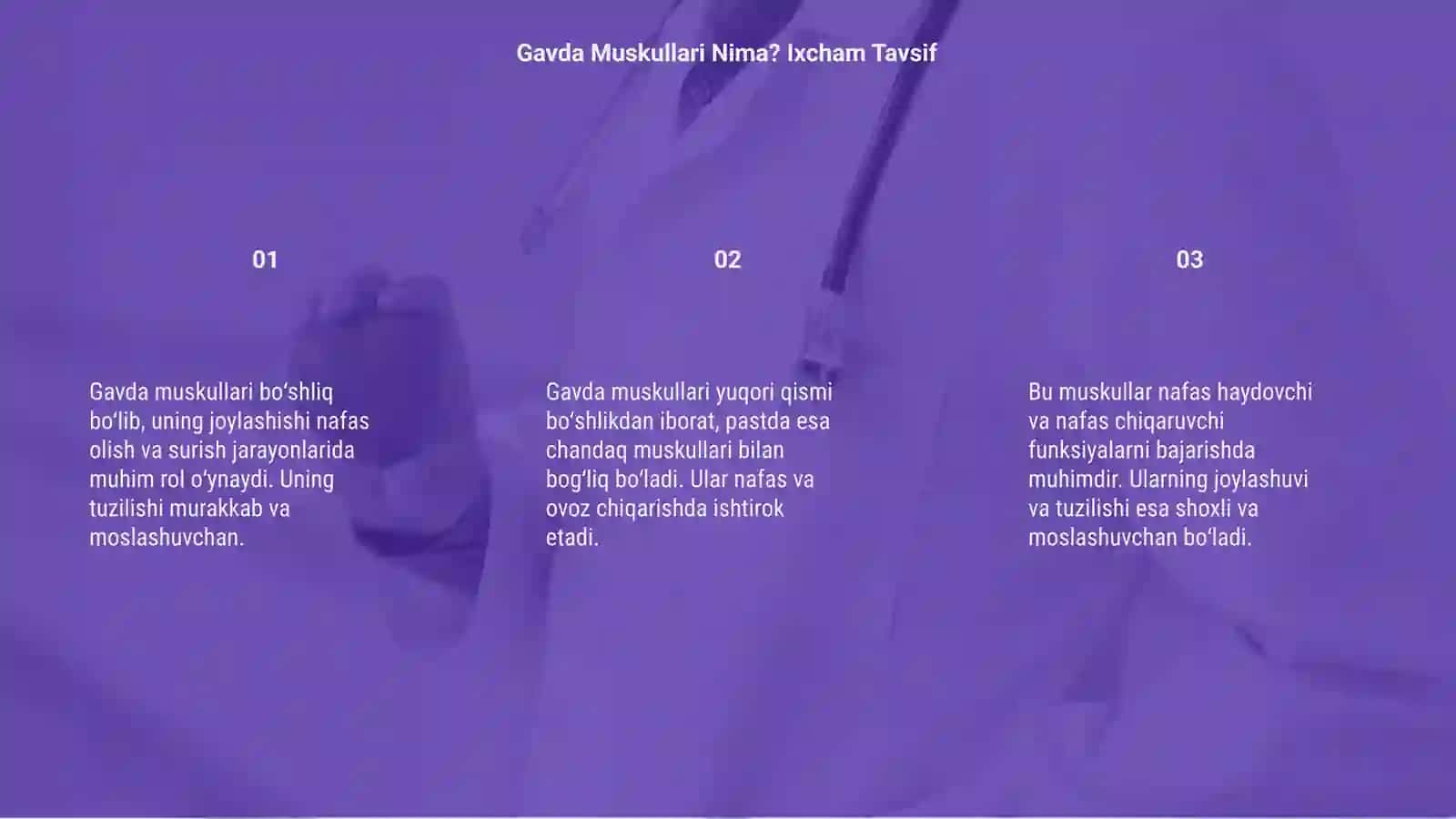 Gavda Muskullari Tuzilishi Joylashishi 3