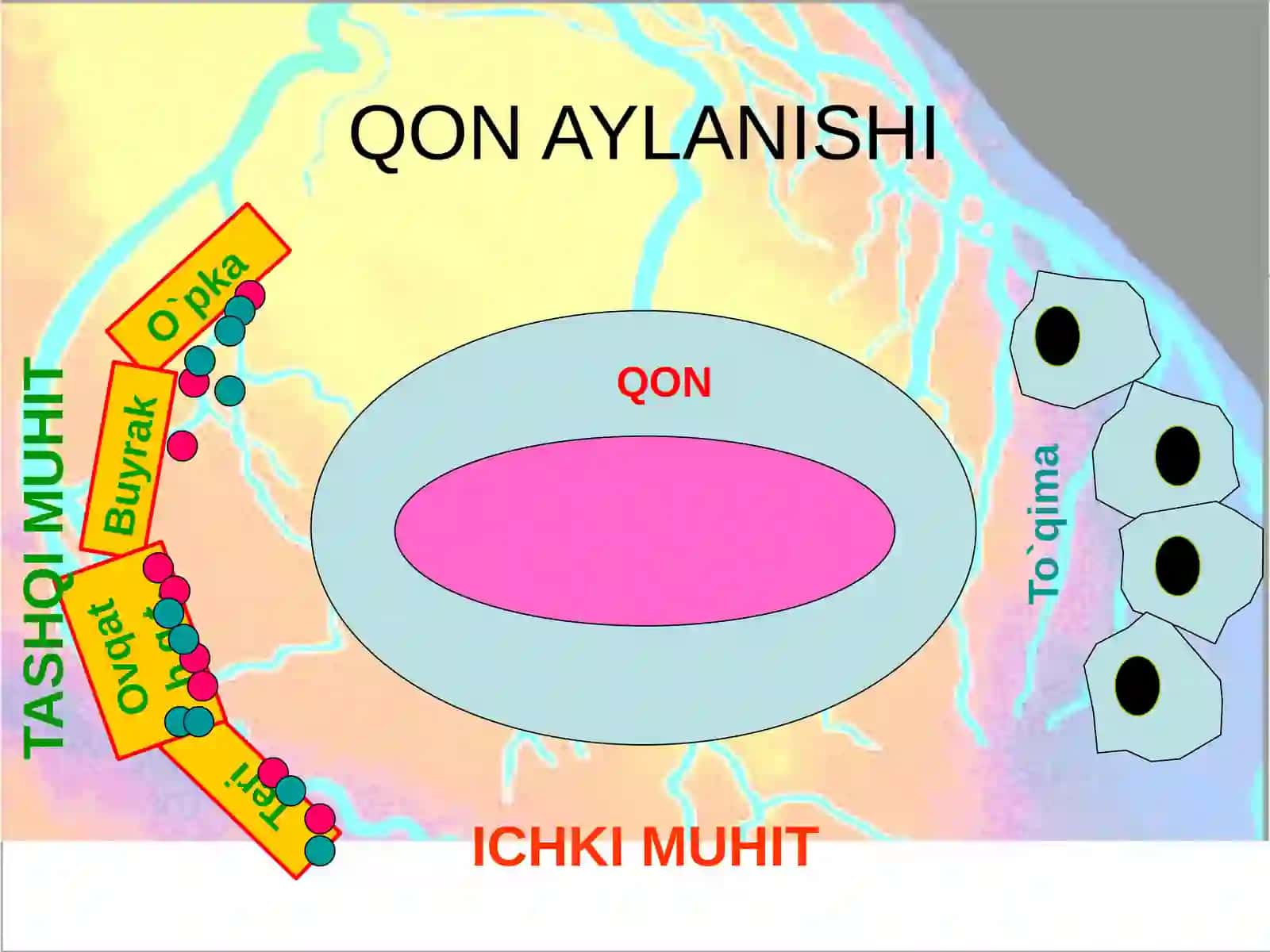 arterial qon bosimi gemodinimaka asoslari 3