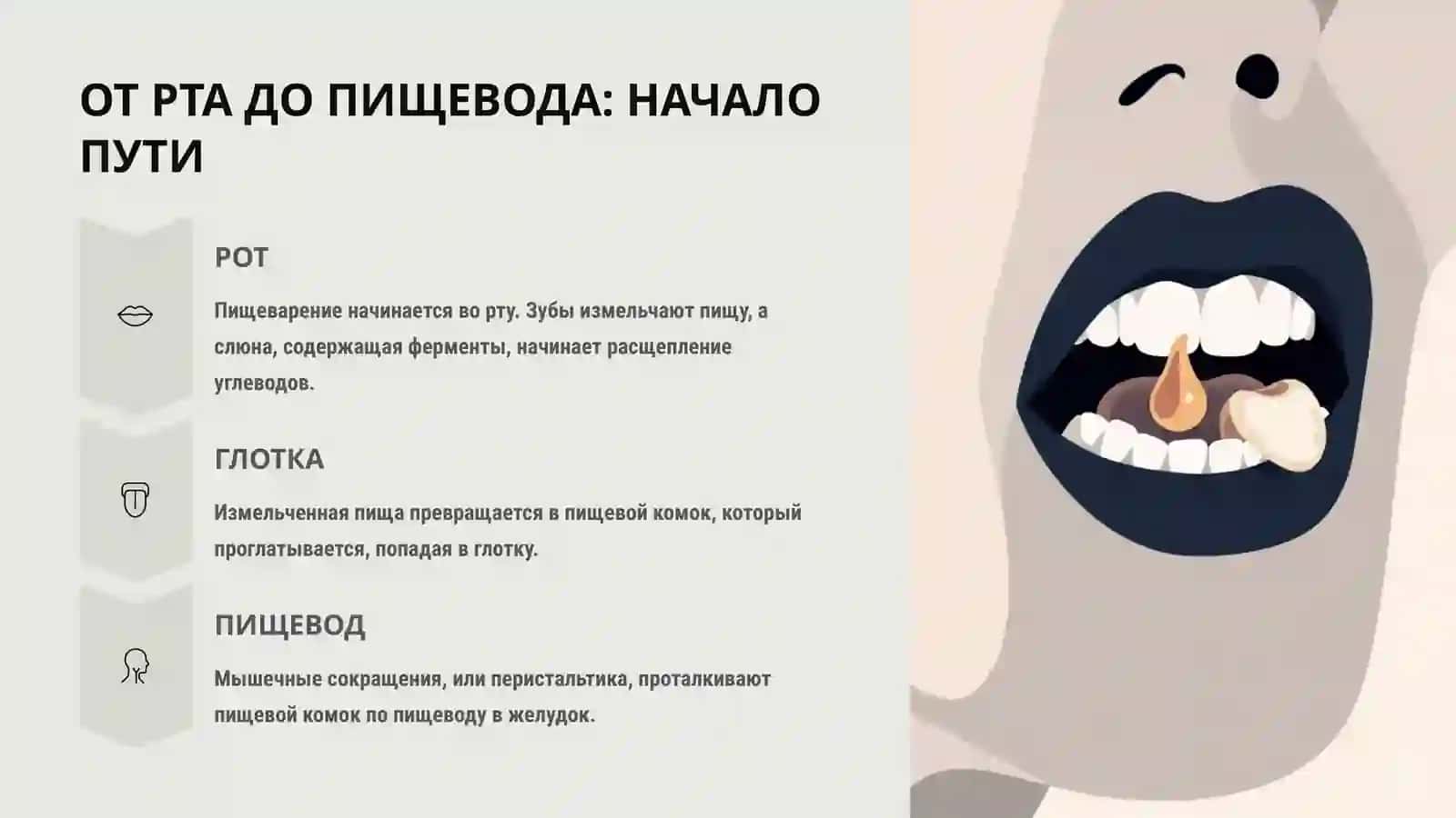 СИСТЕМА ПИЩЕВАРЕНИЯ: ПУТЕШЕСТВИЕ ЕДЫ 3