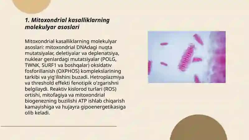 Mitoxondrial kasalliklar va Gipoenergetik holatlar 3