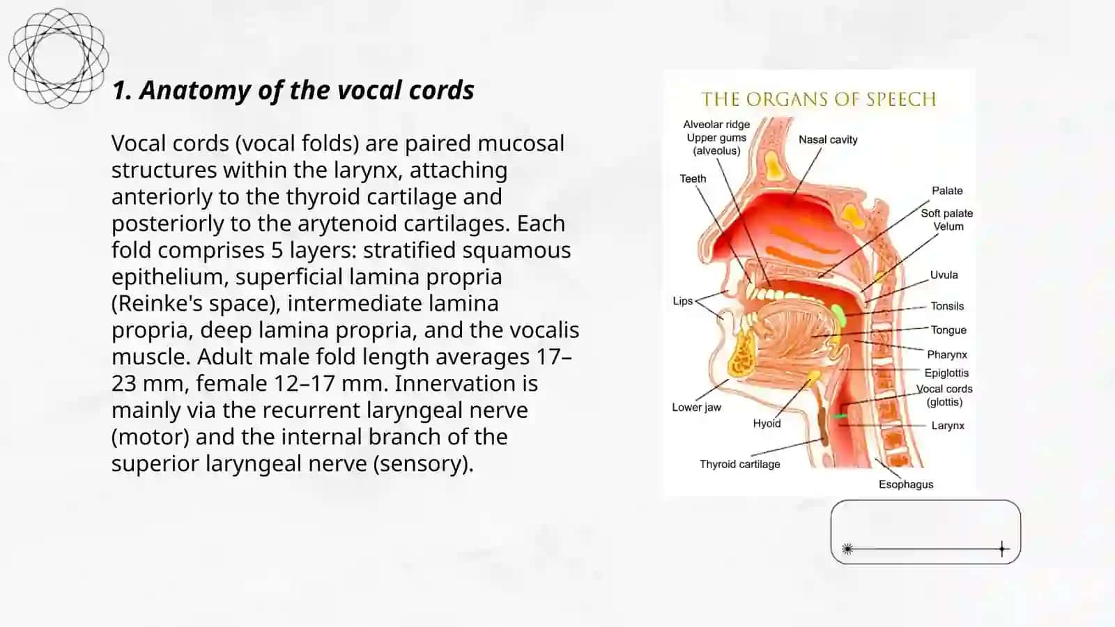 About Vocal Cords 3