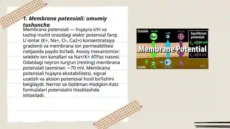 Membrana potensiali 3