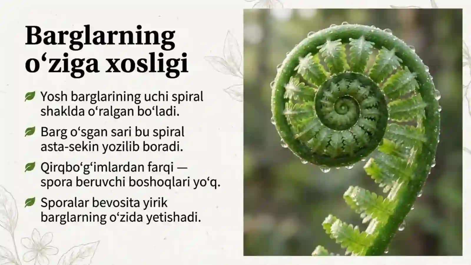 Qirqquloqlar bo'limi 3