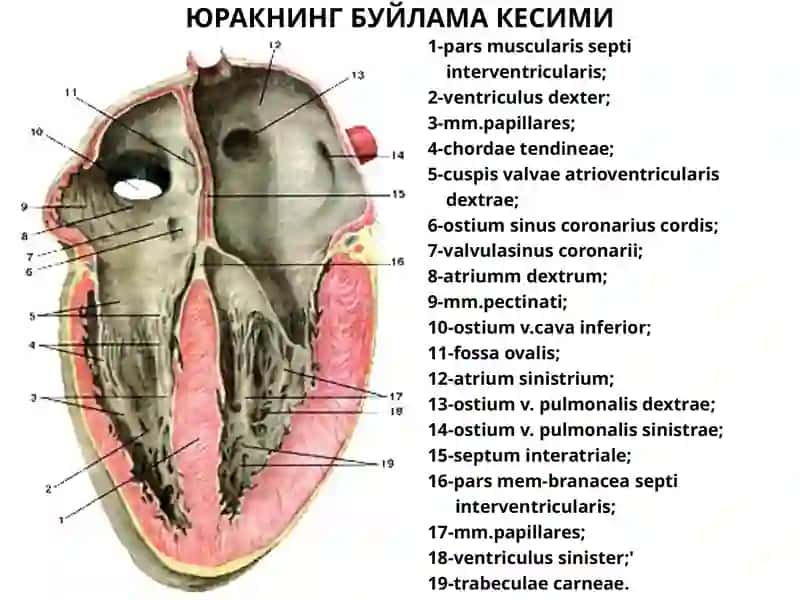ЮРАК АНАТОМИЯСИ 3