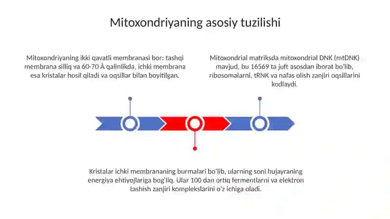 Mitoxondriyaning tuzilishi 3