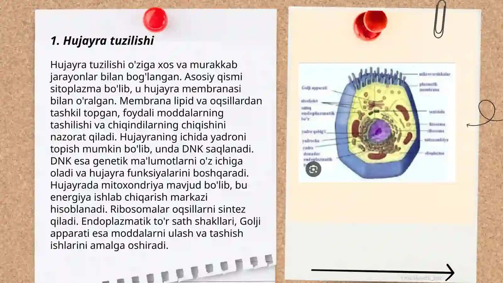 Hujayra orgonoidlari 3