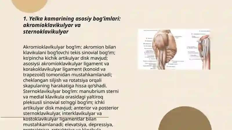 Yelka kamar bogim va boylamlari 3