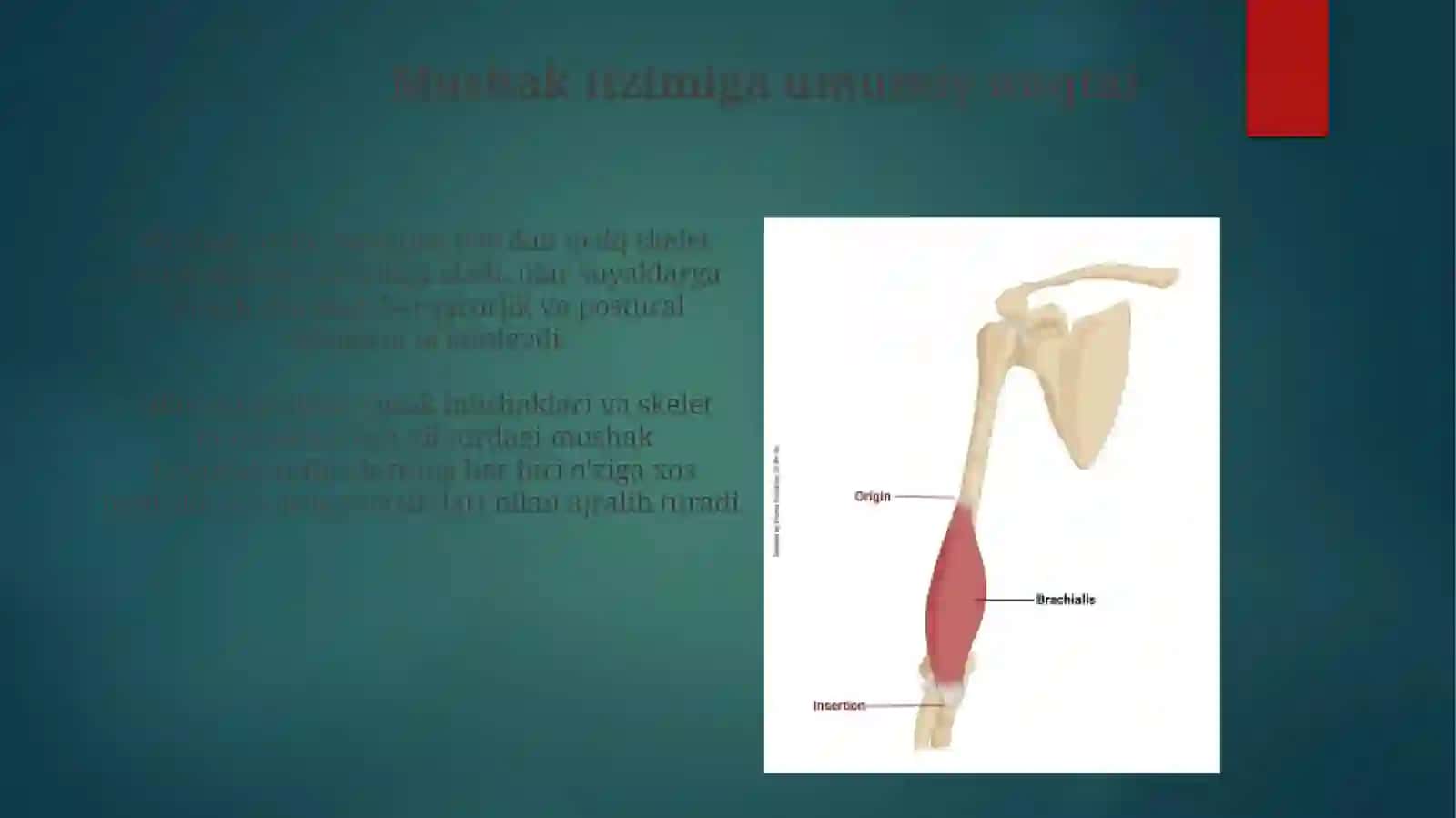 Mushak tizimi.Tuzilishi va faoliyati 3