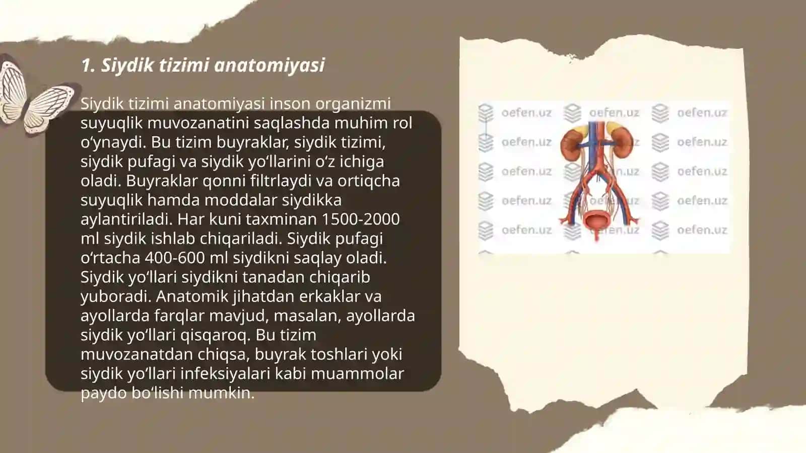 Siydik va tanosil organlarining tuzilishi 3